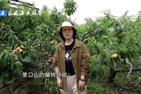 威海市环翠区：蟠桃成熟季 采摘正当时图片