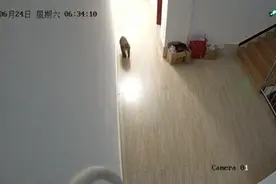 “猴哥”误入云南一消防员家中，这回碰上“硬茬”了……图片
