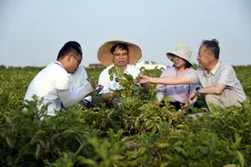 （经济）山东：耐盐碱马铃薯新品系试种获丰收图片