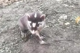 这是啥？成都彭州出现这种野生动物长着“猪鼻子”图片