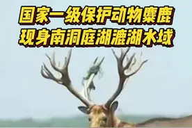 国家一级保护动物麋鹿现身南洞庭湖漉湖水域图片