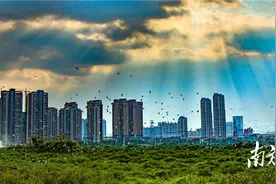 顺峰时评｜云鹭起飞，顺德向美图片