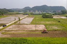 中国农大一研究机构建议：科学区分耕地“非粮化”整治范围图片