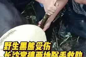 长沙、常德两地联手成功救助被困野生黑熊图片