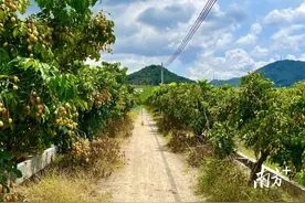 360亩生态果园，来花都花东实现水果自由图片