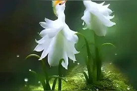 散文|妈妈的祈福图片