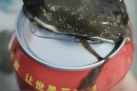 王老吉里倒出黑褐色果冻状粘稠物？回应：或因运输碰撞导致霉变图片