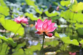 徐汇区多家公园荷花绽放，家门口邂逅夏日顶流！图片