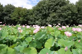 百亩荷花惹人醉！昆明斗南江尾的荷花开啦图片