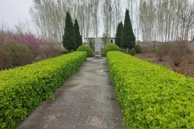 张训端：孝女高大姑的传说图片