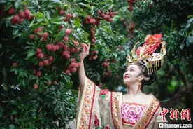 “杨贵妃”赴广州增城摘荔品荔：体验荔枝文化的魅力图片