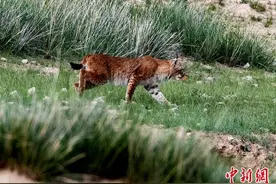 青海都兰：猞猁悠闲漫步呆萌可爱图片
