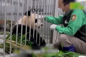 大熊猫夫妇爱宝、乐宝的宝贝即将+1！网友已经开始起名了…图片