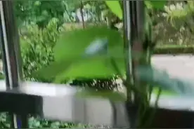 青未了 | 夏光清浅牵牛花图片