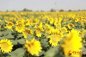 金塔：2.1万亩制种向日葵授粉忙图片