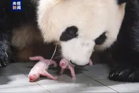 旅韩大熊猫爱宝乐宝夫妇喜迎双胞胎宝宝图片