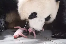 热搜爆了！“爱宝”喜诞双胞胎！图片