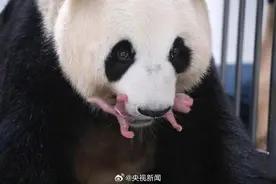 萌萌哒！爱宝诞下双胞胎图片