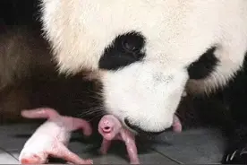 旅韩大熊猫“爱宝”产下雌性双胞胎，韩网友喊话三星：快扩建熊猫场地图片