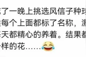 网购花木像开“盲盒”？李子苗“变身”荔枝苗......图片