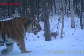 黑龙江穆棱林区再现野生东北虎“完达山一号”身影图片