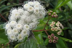 桀骜不驯，入侵“魔头”——紫茎泽兰丨凡此种种图片
