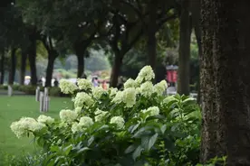 夏日限定“甜筒冰激凌”！这些圆锥绣球带来的清凉你感受到了吗图片