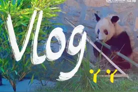 丫丫vlog合集 网友：循环看都看不够图片