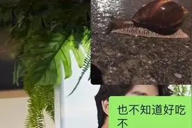 雨后这种动物千万别碰，寄生虫多到数不清图片