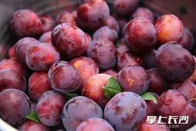 帮一把！宁乡残疾果农突发疾病，万斤脆爽李子待售图片