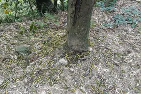 湖南桃江遇近十年数量最多蝗虫，县林业局：防治成本已投入上百万元图片