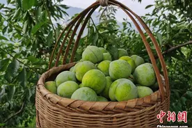 夏日好“李”出三峡 远销缅甸图片