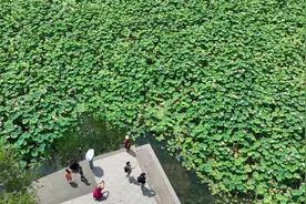 沈阳北塔公园：荷花满池，花开正艳图片
