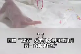 福宝明天要过3岁生日啦！一起看福宝的成长史，从手心里的小不点长成了如今200斤的“福猪猪”图片
