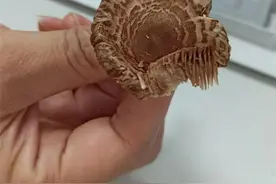野蘑菇长得像香菇就能吃？大妈喝完汤后抢救了7天图片