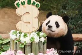 大熊猫“福宝”在韩最后一个生日，万人竞聘“一日助理”图片