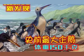 新西兰发现史上最大企鹅化石！图片