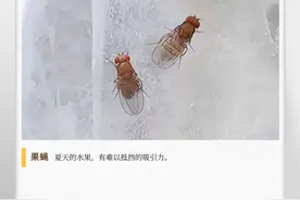 湖湘自然历丨虫鸣夏日㉕水果为何会“生虫”图片