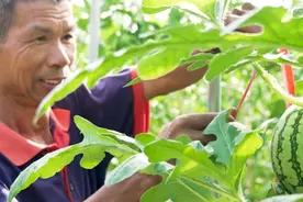 比普通西瓜甜两三度 黄岩海拔600米高山上的西瓜上市图片