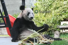 明显墩实了！“丫丫”小脸圆到一眼没认出来图片