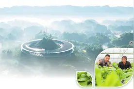 金龙村的种菜能手（我们这里的年轻人）图片