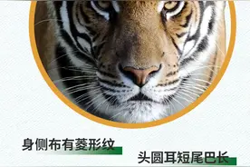 全球老虎日，一起探探咱福建“大猫”！图片