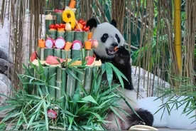 （社会）长隆三胞胎大熊猫迎来九岁生日图片