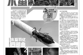 它世界第523期 彪悍的蜻蜓稚虫 能吃鱼的食物链逆袭者水虿图片