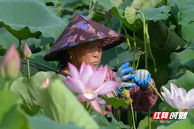 安仁县高陂村莲子大丰收：亩产收入超2000元图片