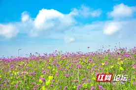“紫色控”在哪里？洋湖湿地公园马鞭草盛开，快来感受长沙炎夏的浪漫图片