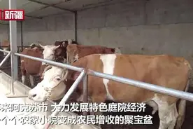 庭院养殖促增收 带动致富奔小康图片