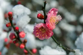 春日信使：梅花的前世今生图片
