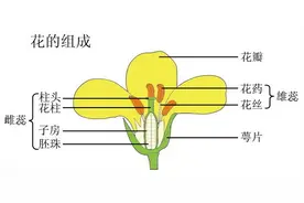 原来花儿的柱头也可以很好看！| 芳草萋萋图片