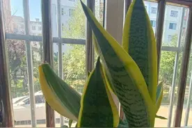 五绝 咏梅兰竹菊图片